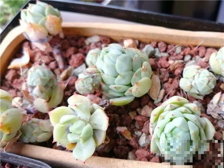 20种花，夏天要休眠，一浇水就死！