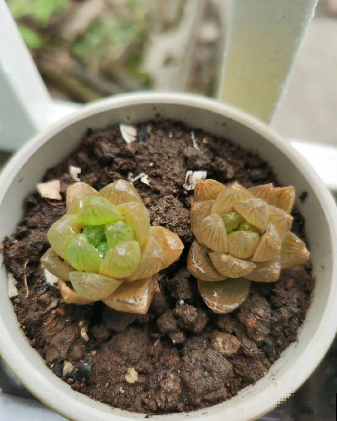 夏天到了，这10种花不能晒，否则干枯黄叶死翘翘