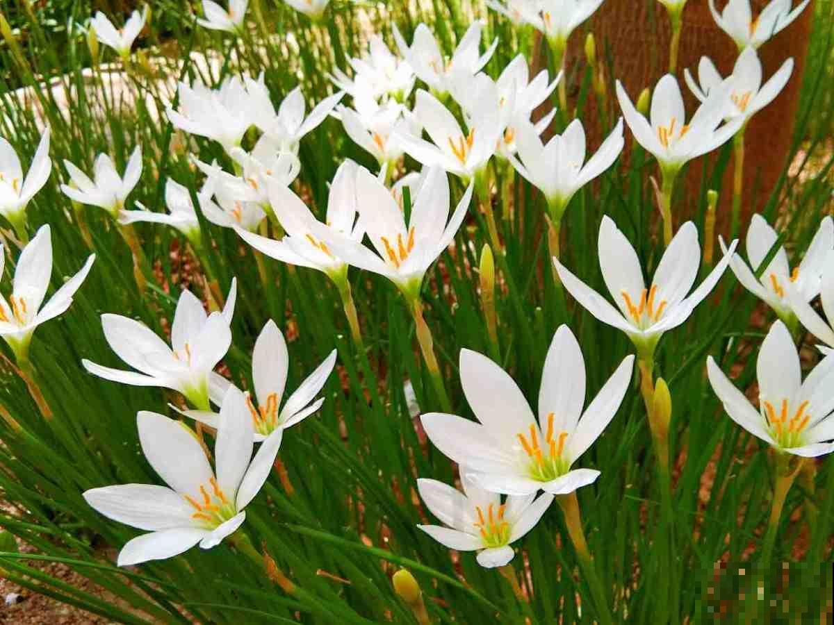 这3种花，一听名字就不想养，结果开花惊艳众人！