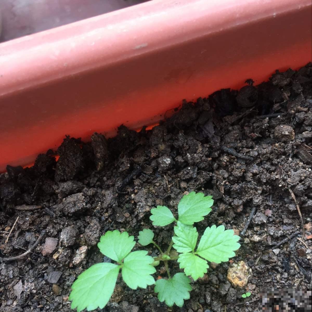 喜欢吃蛇莓的,这季节赶紧去野外摘,去晚就没了! 喜欢吃蛇莓的,这季节赶紧去野外摘,去晚就没了!