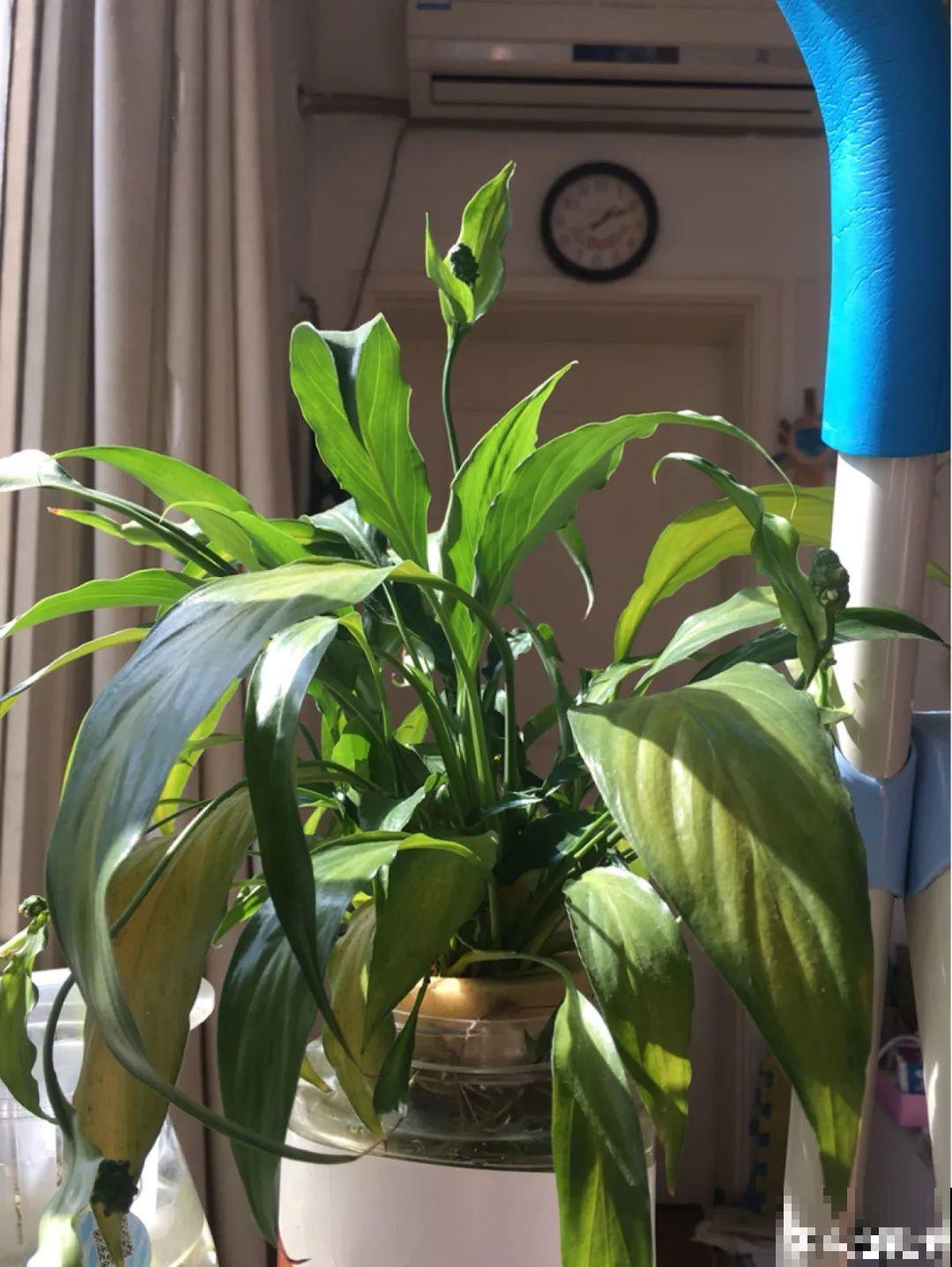 夏天水培植物,一杯水就够了,越养越爆盆 夏天水培植物,一杯水就够了,越养越爆盆