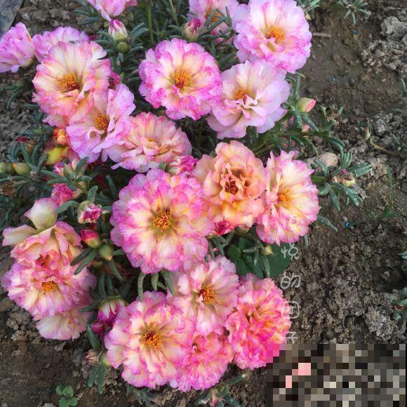 死不了的太阳花，夏天能把盆撑破，20多个品种你都没见过！