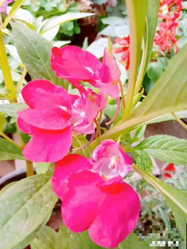 这些花，听名字就不想养，没想到开花后美呆了！