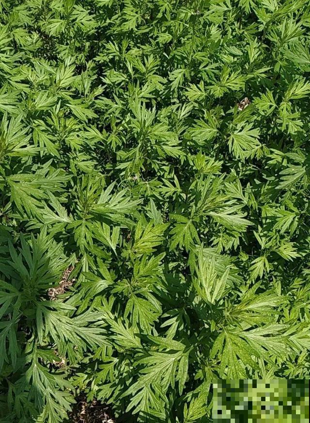 7种花插土里，立马长满院子，蚊虫不敢靠近！