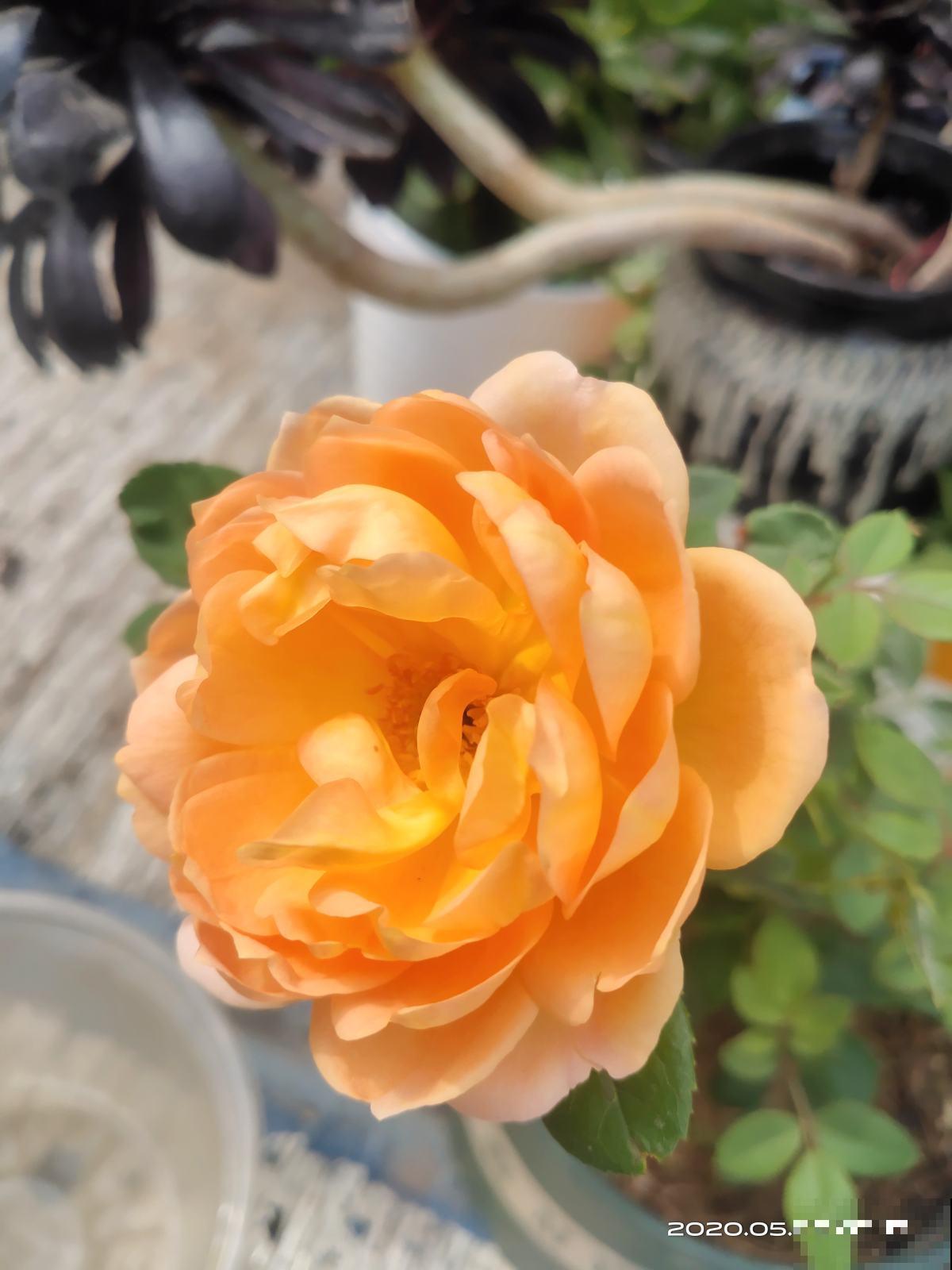 刚买回家的花，掉花苞，黄叶子，修剪一下还能活