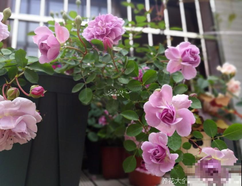 花得了这种病,全株都枯萎,赶紧预防! 花得了这种病,全株都枯萎,赶紧预防!
