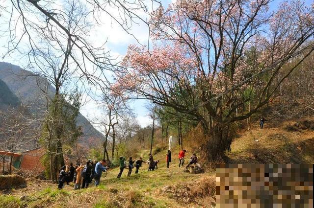 中国8大古树，历经千年不倒，最老一棵4000岁！