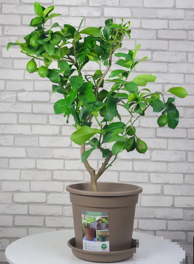 家里养这6种花，清新杀菌去异味，空气干净身体好