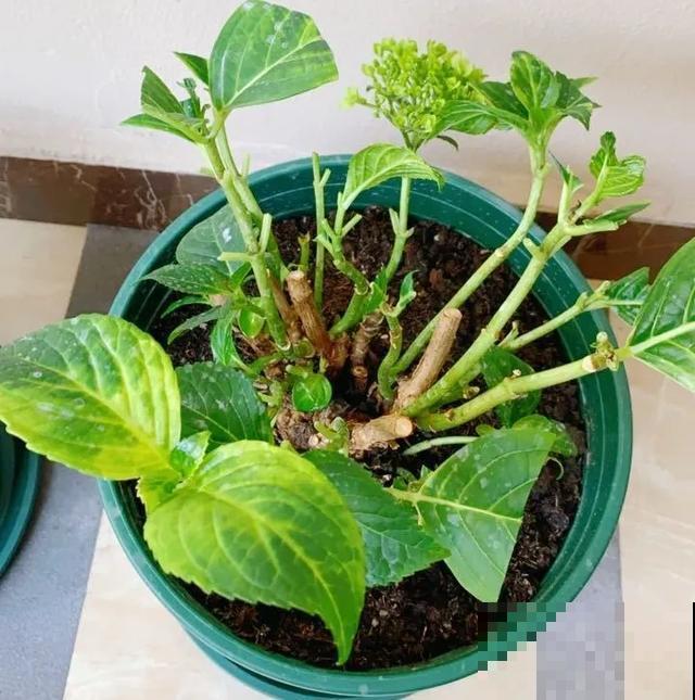 花出现黄叶打蔫，千万别扔，还能救回来！