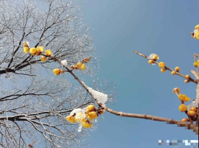 二十四节气,24种花,送给大家一起欣赏! 二十四节气,24种花,送给大家一起欣赏!