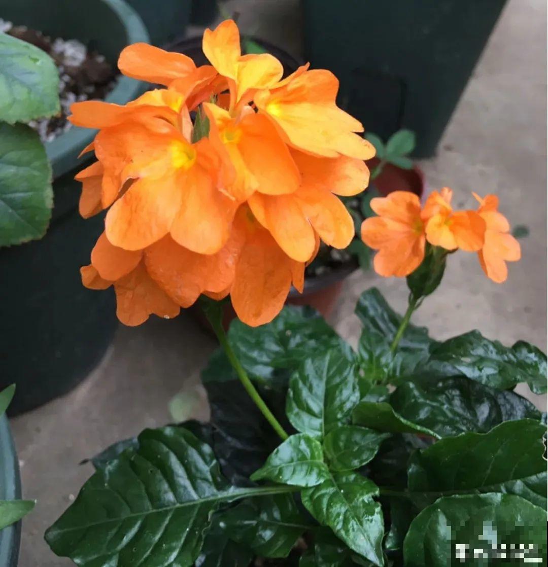 30种耐阴花，室内光照不佳，也能全年开花！