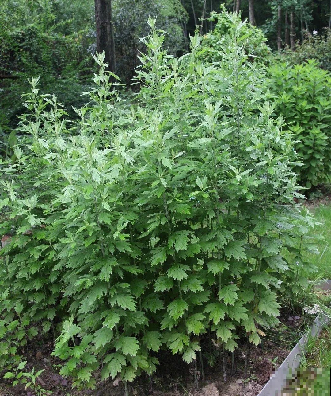 端午节，离不开这8种花，镇宅保平安！