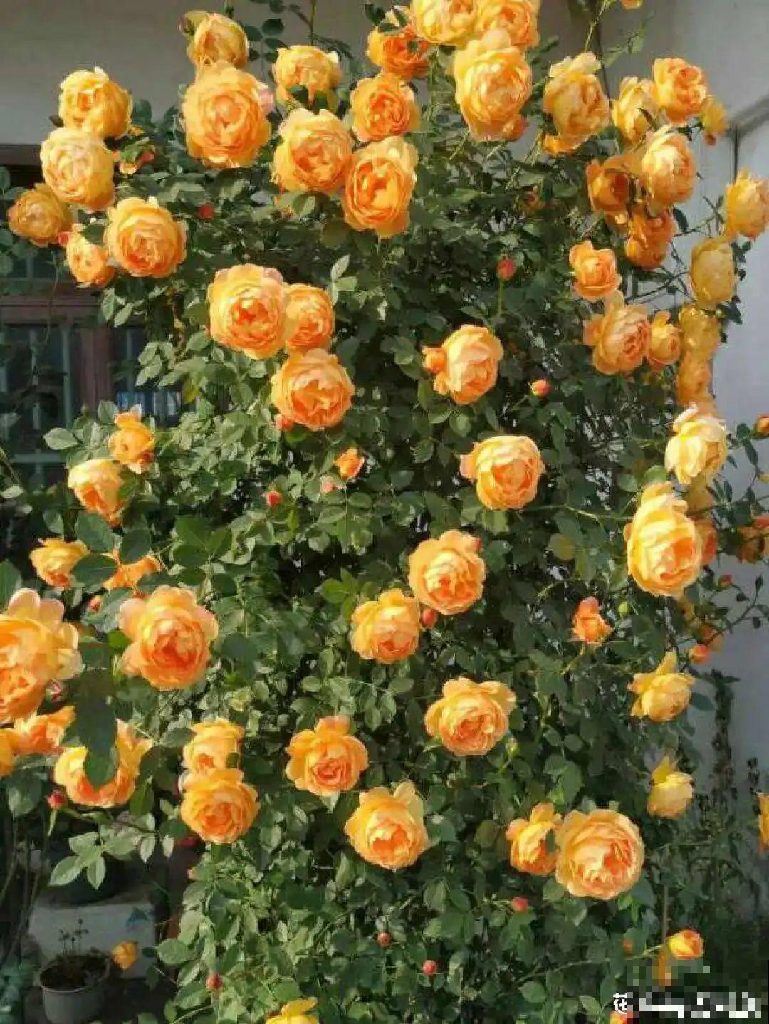 磷酸二氢钾是好东西,花黄叶掉苞,喷一喷立马变好 磷酸二氢钾是好东西,花黄叶掉苞,喷一喷立马变好