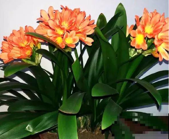 30年的君子兰,长出粗壮大老桩,砍还是不砍? 30年的君子兰,长出粗壮大老桩,砍还是不砍?