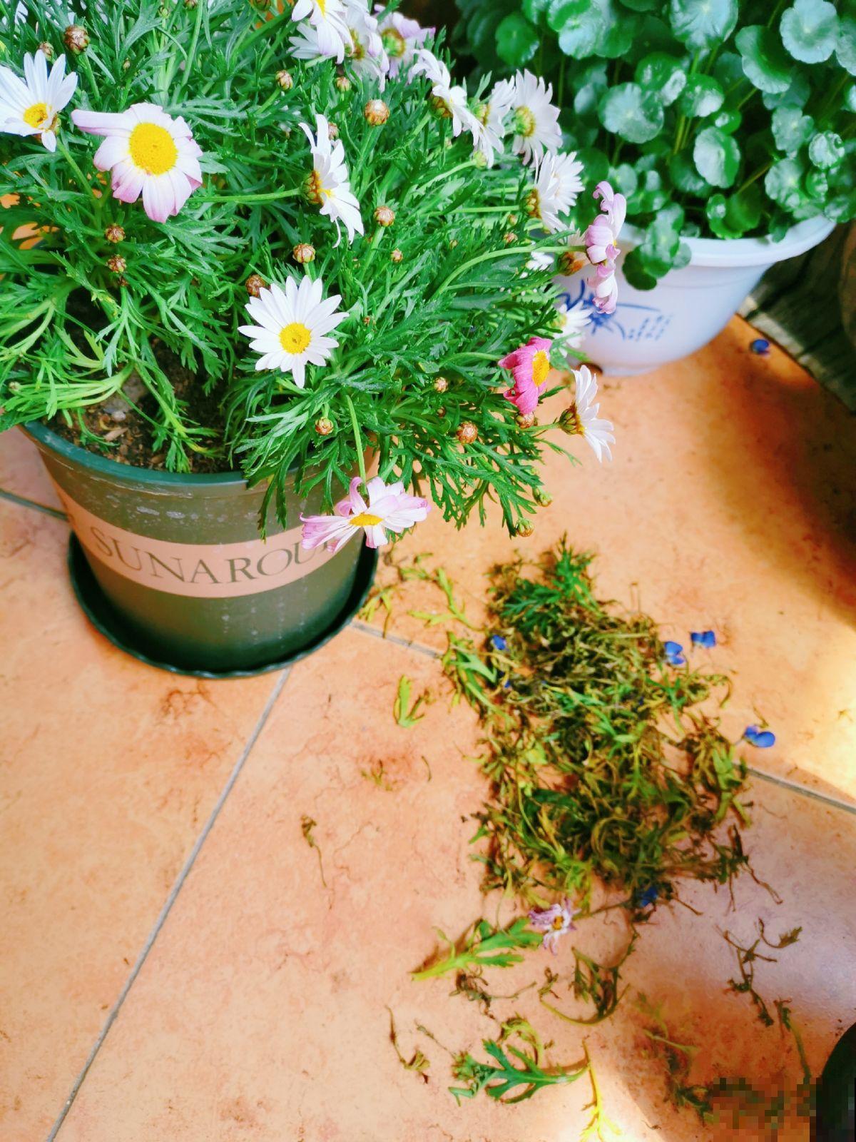 4种花想要度夏，给它剃个平头，来年呼呼长爆盆