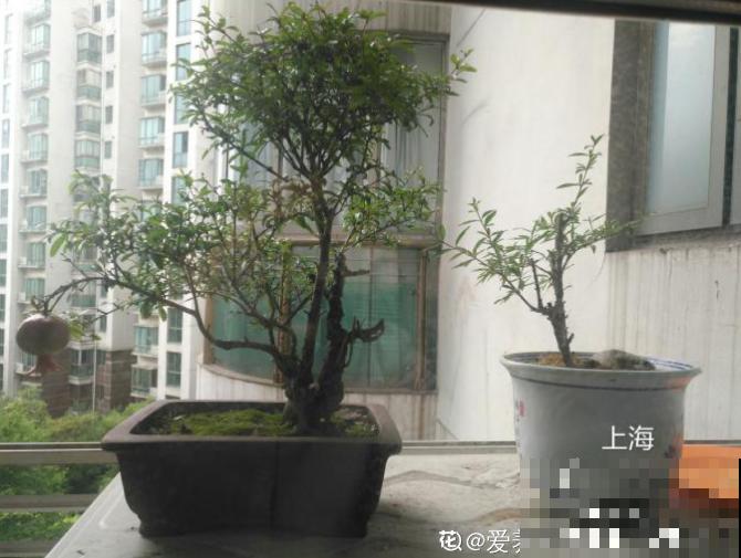 快死的花别扔，这个位置剪一刀，还能起死回生！