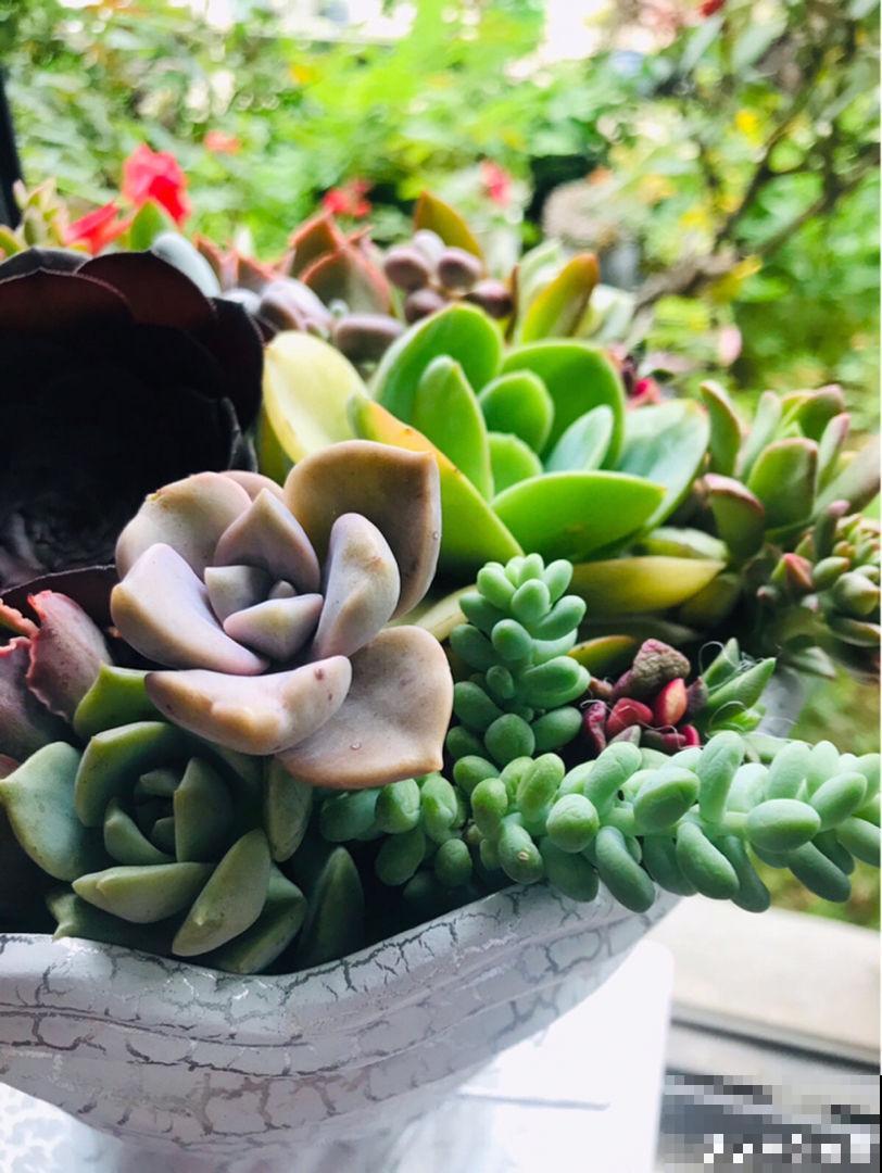 夏天多肉躺在花盆,需不需要担心?注意4点就可以 夏天多肉躺在花盆,需不需要担心?注意4点就可以