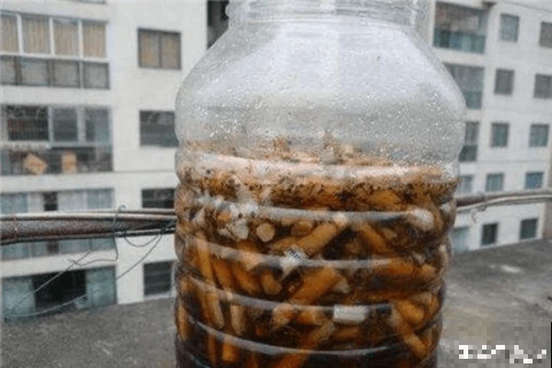 自制杀菌水、杀虫水，3天给花喷一次，虫病全扫光！