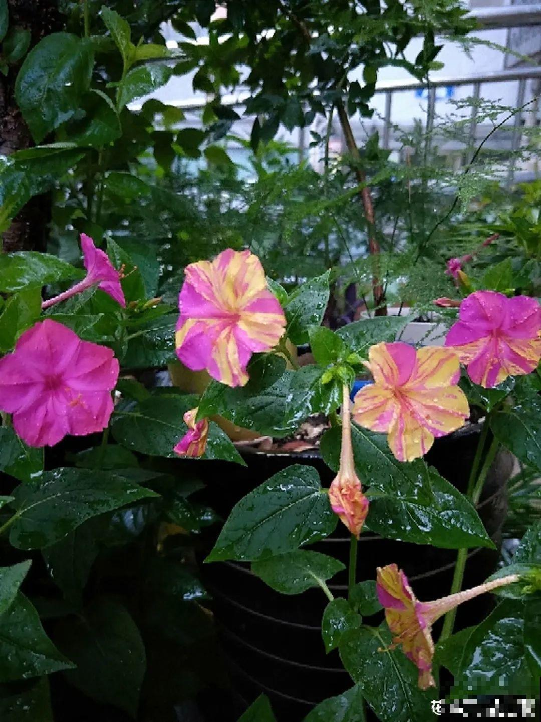 9种花可以预测天气，一开花就说明要下雨了！
