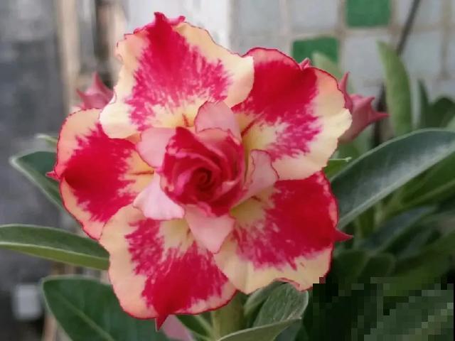 沙漠玫瑰特耐旱，大热天不浇水，也能呼呼开爆盆