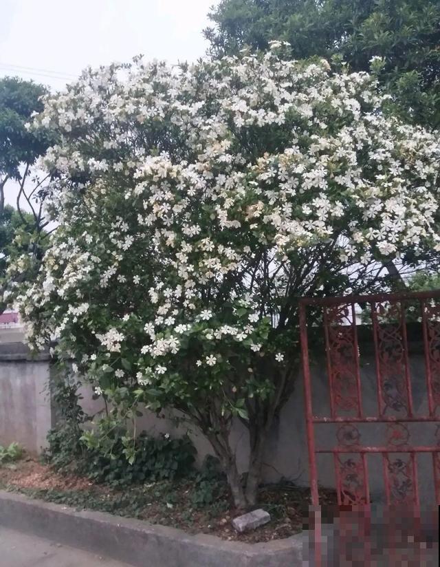 路边养6种花,香味能传3里地,香掉你的鼻子! 路边养6种花,香味能传3里地,香掉你的鼻子!