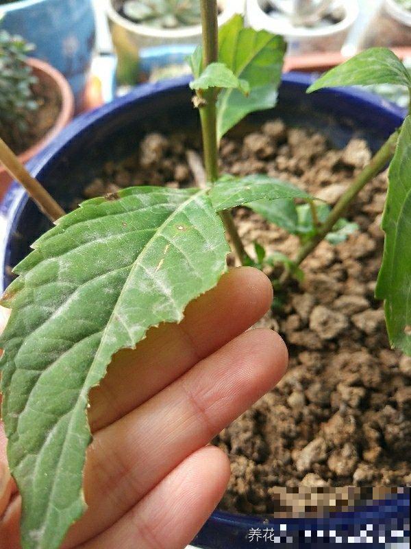 16个植物冷知识,第一次听说,太神奇了! 16个植物冷知识,第一次听说,太神奇了!