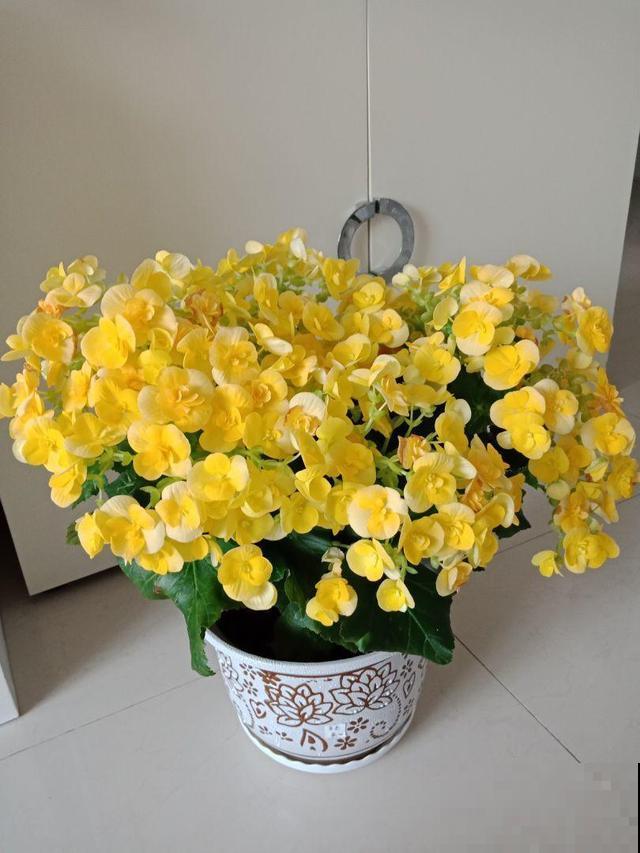 格海棠夏季容易热死,养护需要用心点,小心再也不开花! 格海棠夏季容易热死,养护需要用心点,小心再也不开花!