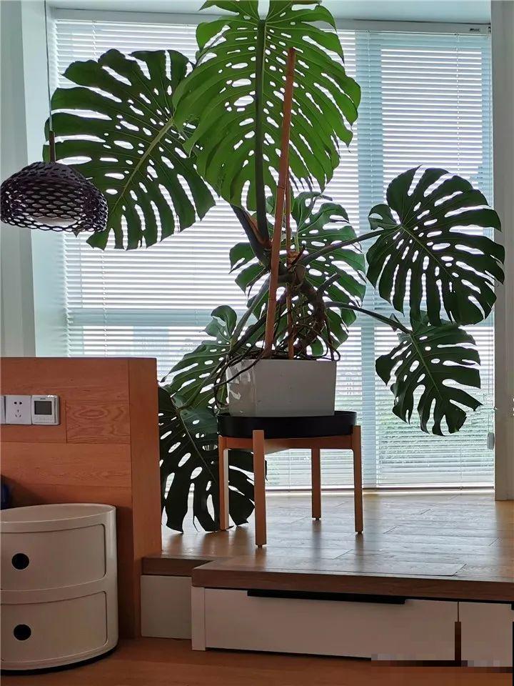 特干净的10种花,天热养一盆,家里特凉快! 特干净的10种花,天热养一盆,家里特凉快!