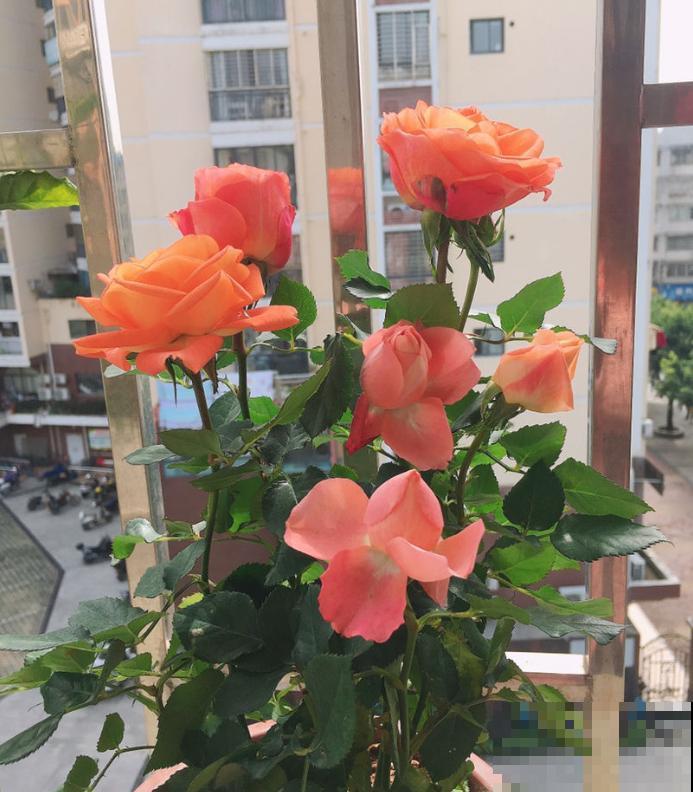 花养得好,别嘚瑟,小心被伸手党给薅走了! 花养得好,别嘚瑟,小心被伸手党给薅走了!