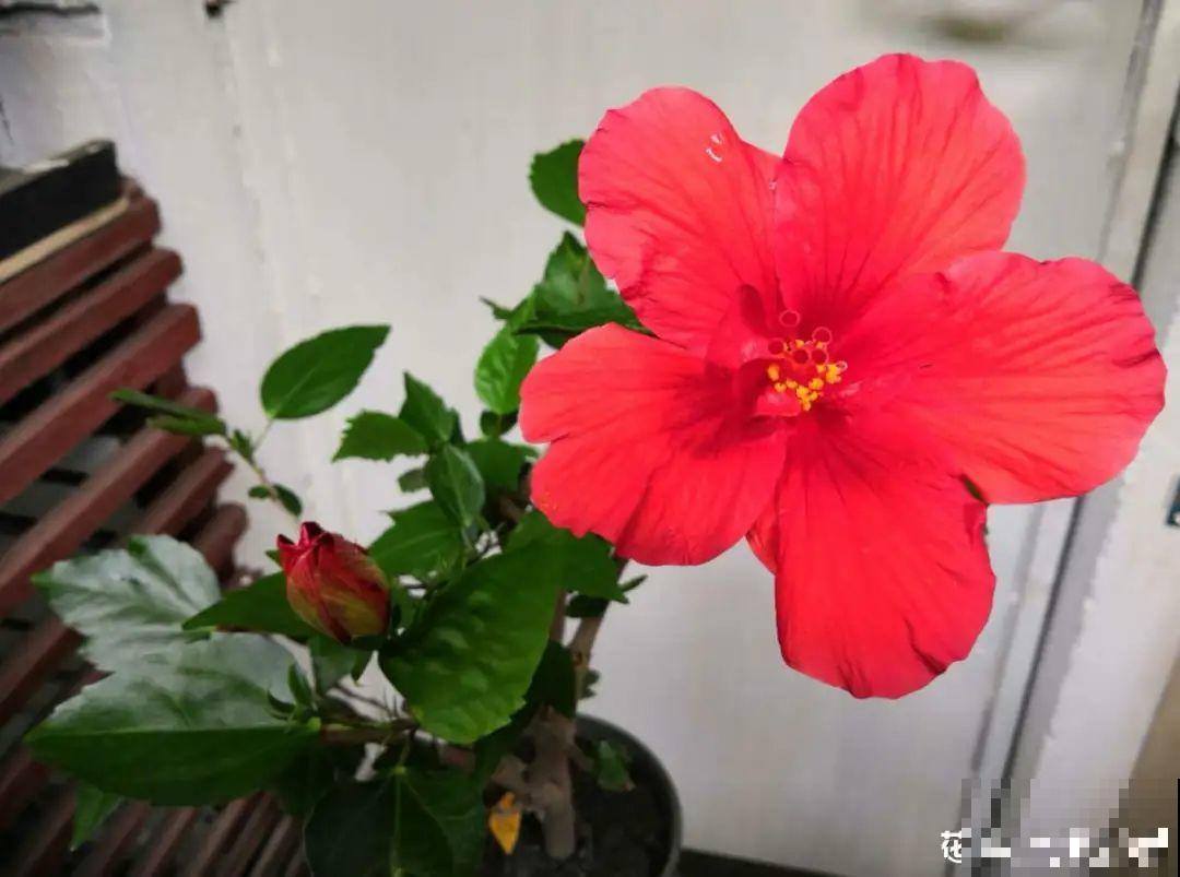 20种花,夏天这么浇水,长得快、开花多! 20种花,夏天这么浇水,长得快、开花多!