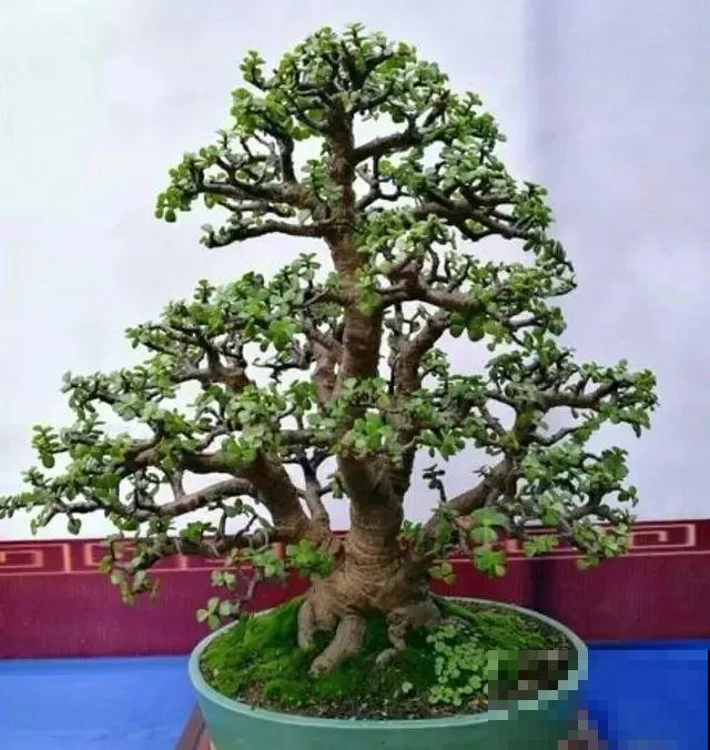 虎皮兰,红掌,吊兰养成老桩,变成大树,真壮观! 虎皮兰,红掌,吊兰养成老桩,变成大树,真壮观!