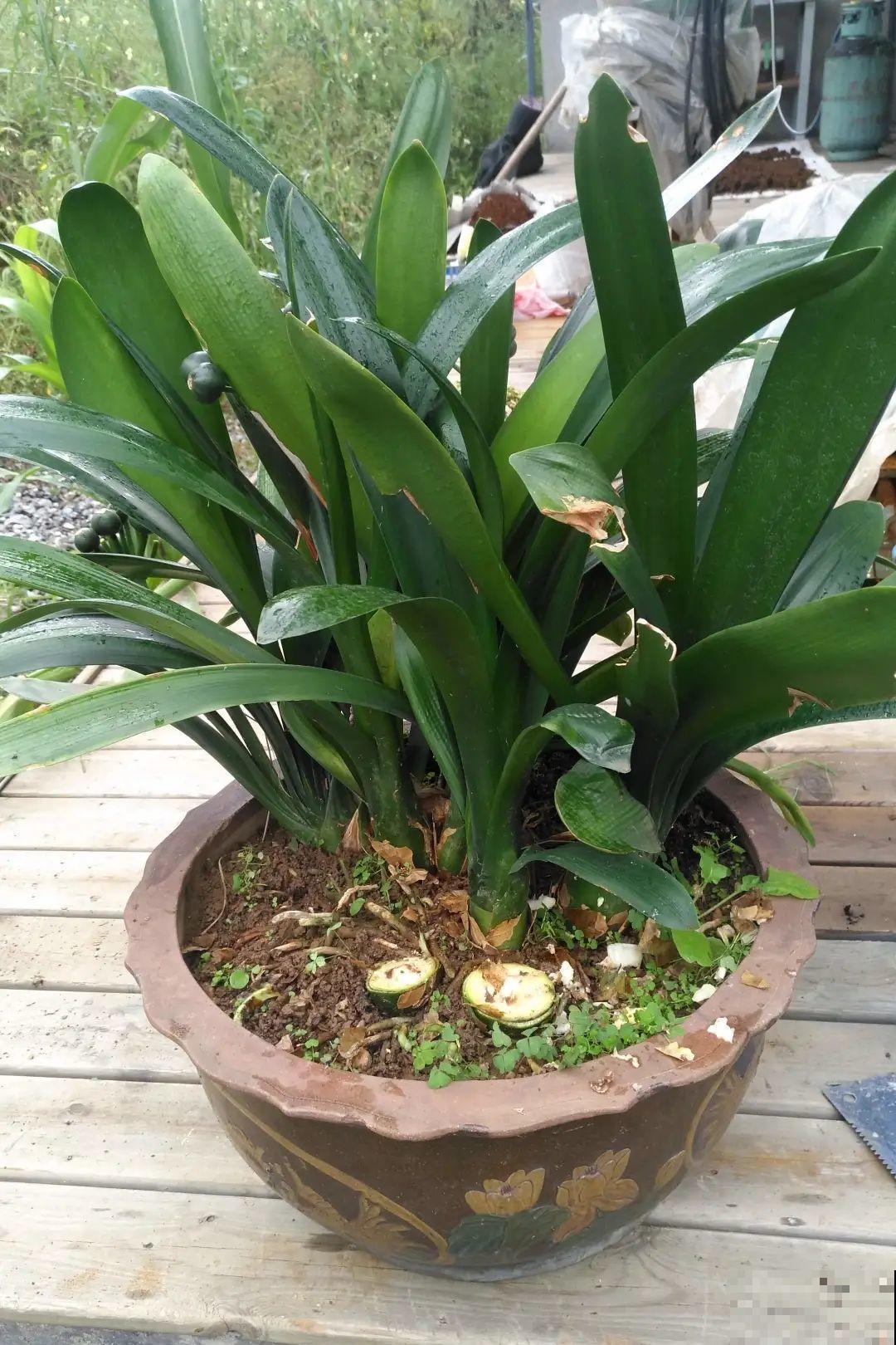 7种花会伪装，夏天会假死，好好养护秋天还能活