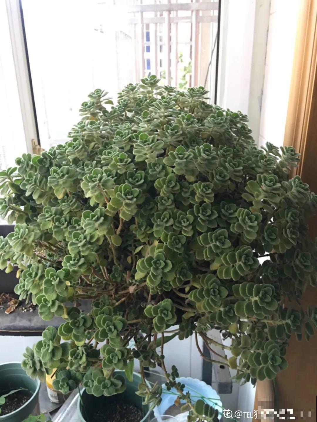 他用3年把吊兰养成老桩，花友们质疑：是假的！