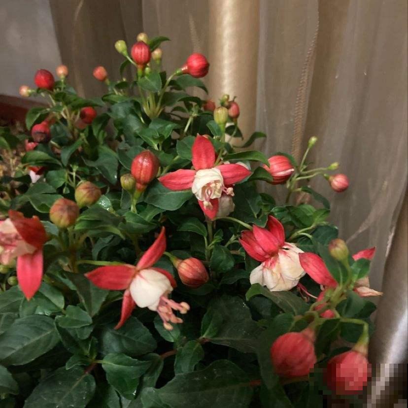 夏天这些花要休眠，不注意正确保护，明年一朵也不开！