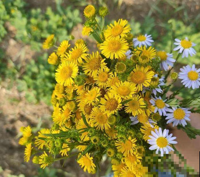 老中医都爱养的5种花，花朵泡茶特养身，越喝越健康！
