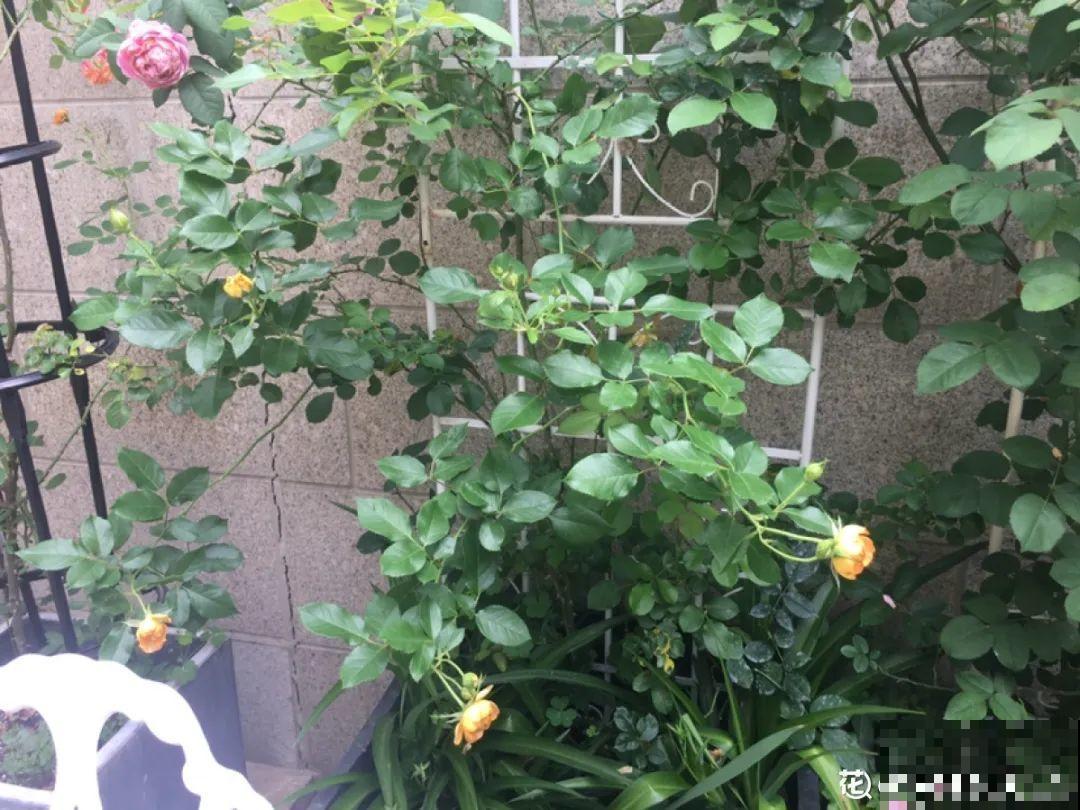 20种花,夏天要休眠,一浇水就死! 20种花,夏天要休眠,一浇水就死!