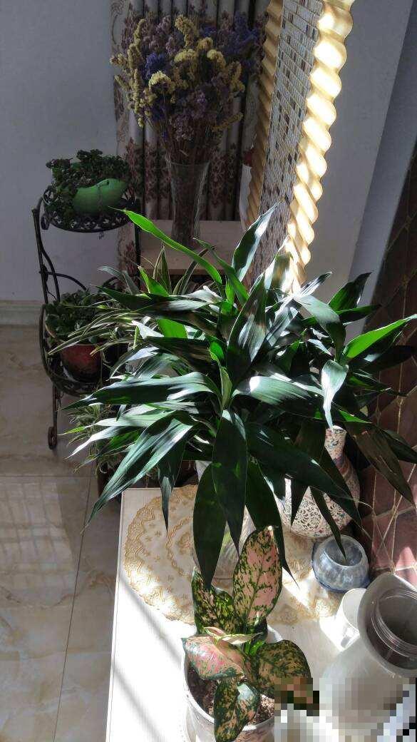 9种腔调十足的花,气质满满,养一盆家里格调提八度 9种腔调十足的花,气质满满,养一盆家里格调提八度