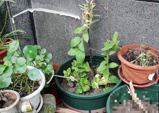 2平米的小阳台，也能美成大花园，就看你会不会打扮！