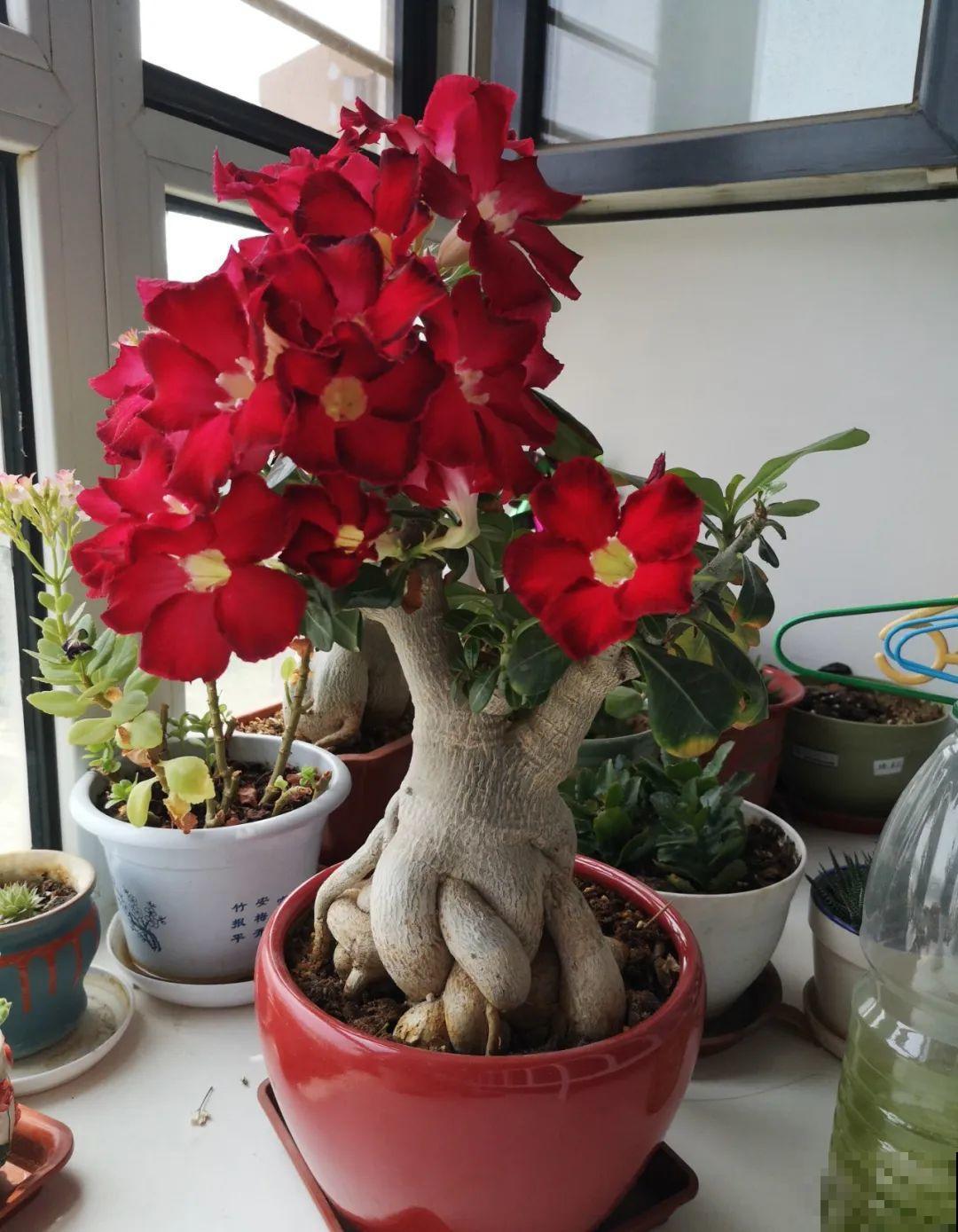 吊兰就用小盆养，根系拽一拽，立马变老桩！