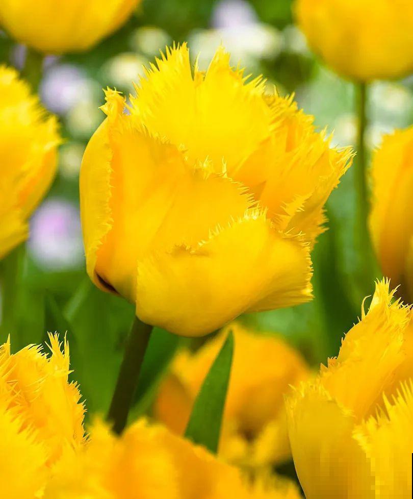 白胖的“大蒜”埋土里,1个月就开花,香味清新淡雅有格调! 白胖的“大蒜”埋土里,1个月就开花,香味清新淡雅有格调!