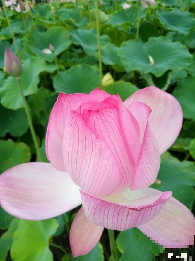 这6种花，不但长得好看，还可以入药！