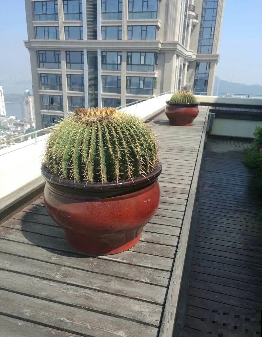 8种镇宅花,窗户边养一棵,霸气又镇宅 8种镇宅花,窗户边养一棵,霸气又镇宅