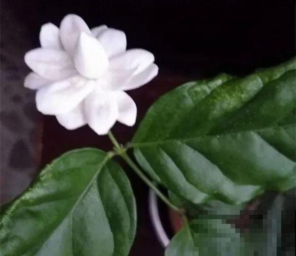 家里的花长出这种叶，千万保护好，特别值钱！