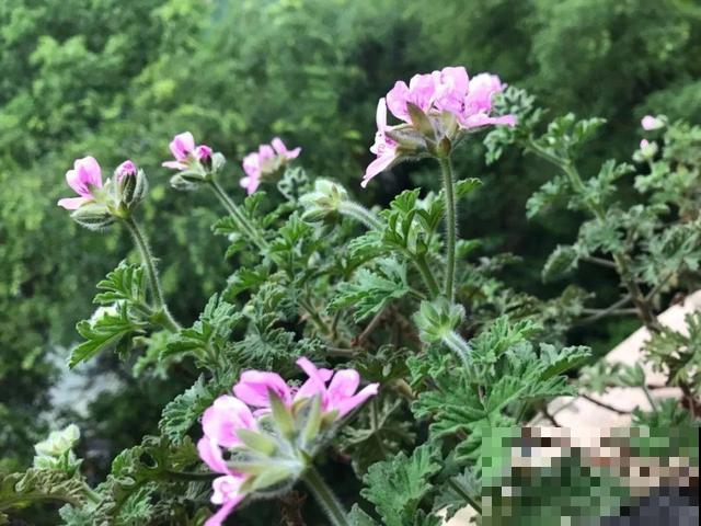 7种花插土里，立马长满院子，蚊虫不敢靠近！