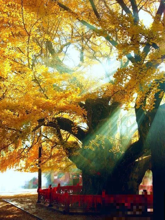 中国8大古树，历经千年不倒，最老一棵4000岁！