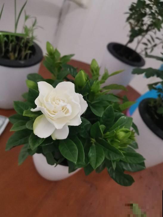 栀子花买回来，不用换盆土，一招就能解决黄叶！