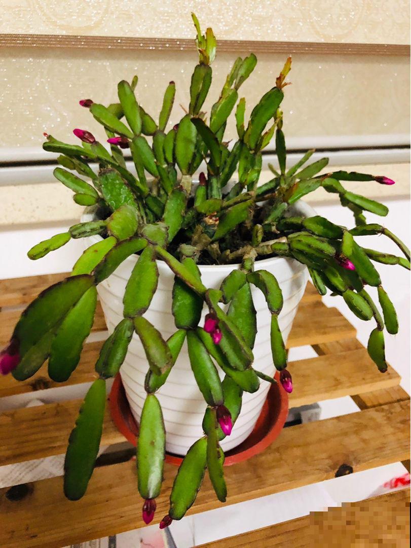 假昙花开花很独特，比真昙花还略胜一筹，养护还很简单！