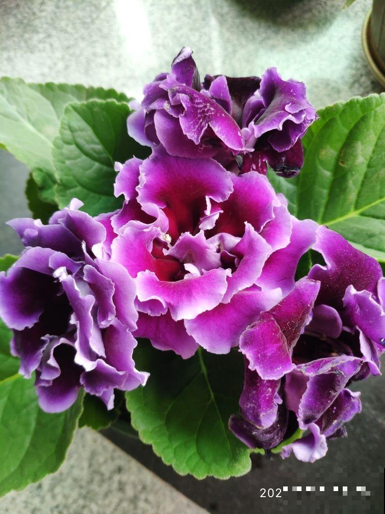 家里没光照,就养4种耐阴花,没光也能蹭蹭开花 家里没光照,就养4种耐阴花,没光也能蹭蹭开花