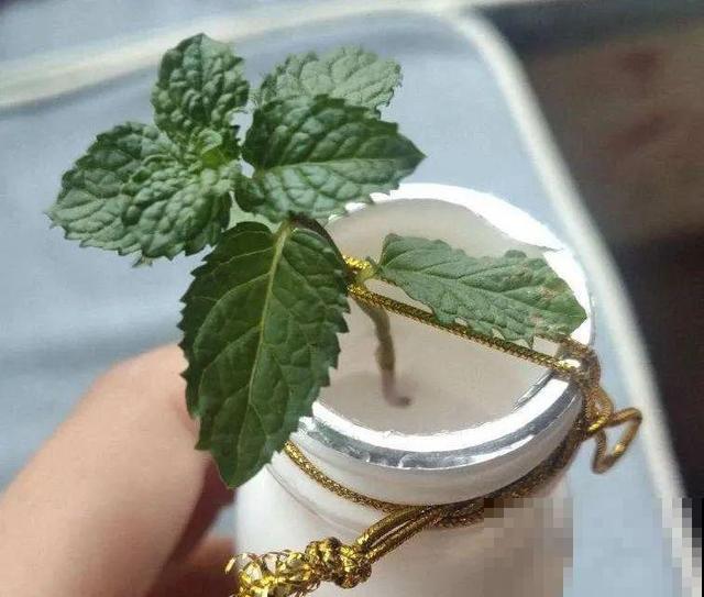 长势超快的9种花,5天爆盆,7天开花,超有成就感! 长势超快的9种花,5天爆盆,7天开花,超有成就感!