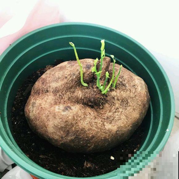 这花名叫山乌龟，叶子圆圆能聚财，种盆里比绿萝好看多了！